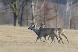 <p>SRNEC OBECNÝ (Capreolus capreolus) Šluknovsko - Jiříkov --- /European roe deer - Reh/</p>